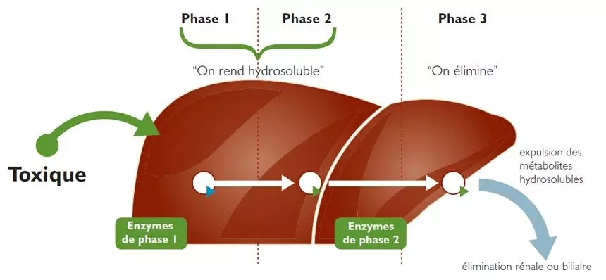 Les 3 phases naturelles de détoxification du foie