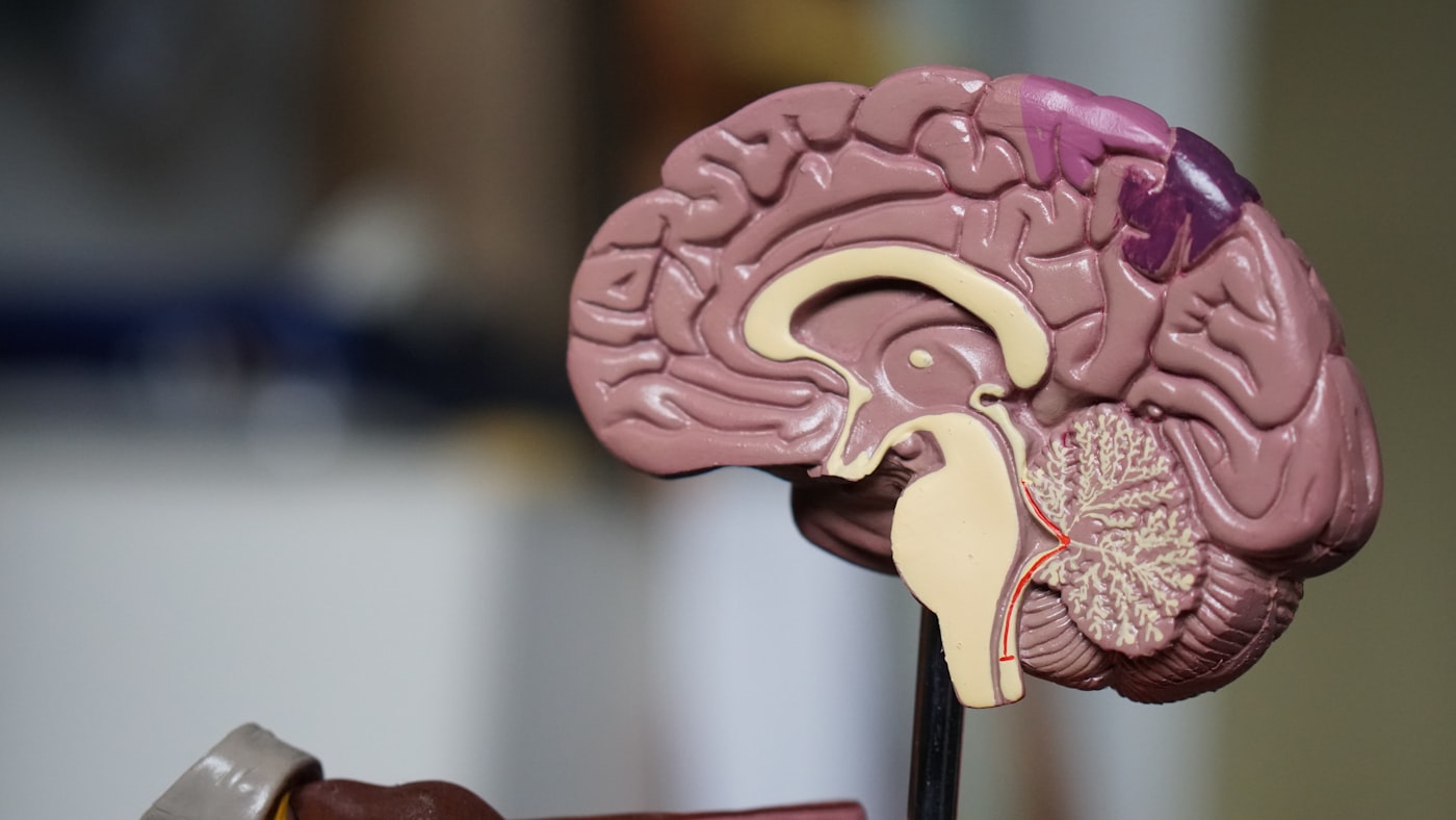 Connexion intestin-cerveau
